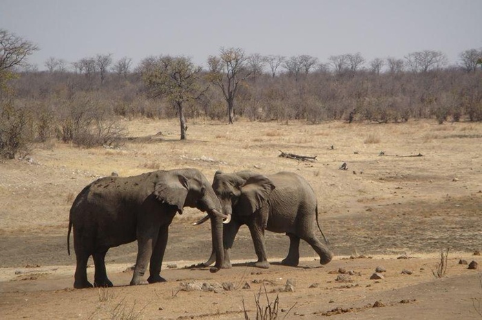 เก็บภาพถ่ายมาฝากจาก   SIMBABWE        SIMAFRICA