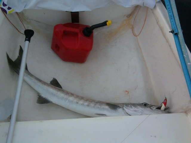 ขออภัยครับรูปถ่ายตอนอัดปลาไม่มี...
ผมตัดสินใจดึงปลาขึ้นมาบนเรือเลยเนื่องจากไม่ได้เอาตะขอไป
ปลัวก็ก