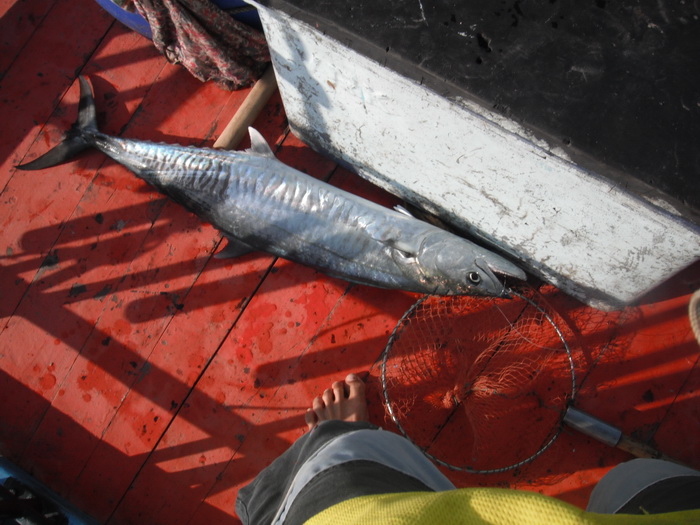 โสดจนได้ปลาหาแข็งเกือบเข่งแล้วได้ปลาทูแค่5ตัวเอง วันนี้ปลาทูหายไปไหนหมดนะ เอาปลาสิกุนเกียวแล้วลอยทิ้
