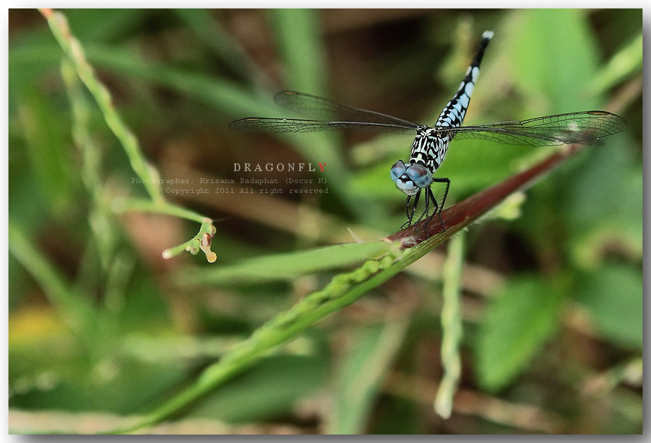 5/18
ตัวนี้สีฟ้าลายสวยมาก เกิดมาก็เพิ่งเคยเห็นแมลงปอสายและสีแบบนี้ :ohh: