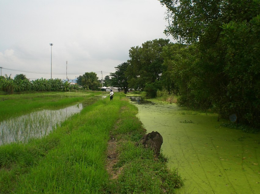 น้าแววขอลองในนาครับ :laughing: :laughing: :laughing: :laughing: :laughing: