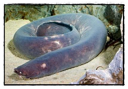 อันดับ 5 แฮคฟีช (hagfish)

แฮคฟีช (hagfish) รูปร่างเหมือนทากหรือปลิงแต่ความจริงแล้วเป็นปลา เป็นปลา