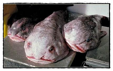 อันดับ 3 Blob Fish

ปลาบร็อบ ( Blobfish ) หรือชื่อทางวิทยาศาสตร์ " Psychrolutes marcidus " เป็น
