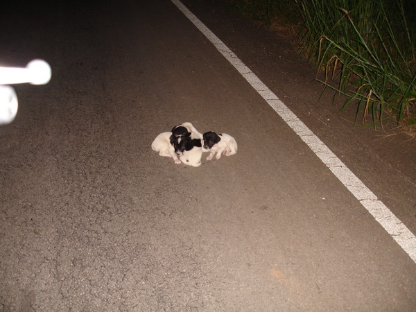 ระหว่างทางเจอ แก๊งลูกหมา นอนข้างถนน น่าสงสารมากๆ ดูแล้วยังไม่อดนมด้วย 

แถวนั้นก็ไม่มีบ้านคนเลย 
