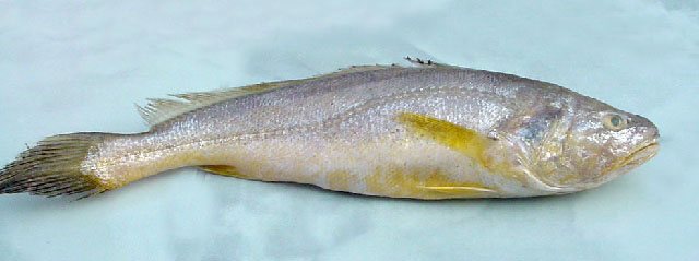 ปลาจวดเหลือง
Panna microdon   (Bleeker, 1849)  
Panna croaker  
ขนา