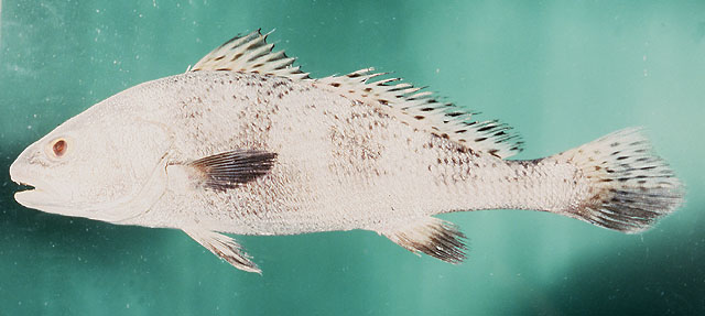 ปลาจวดยักษ์ ปลาเมี้ยน
Protonibea diacanthus   (Lacepè