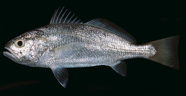 ปลาจวดหัวโต
Pennahia macrocephalus   (Tang, 1937)  
Big-head pennah croaker 