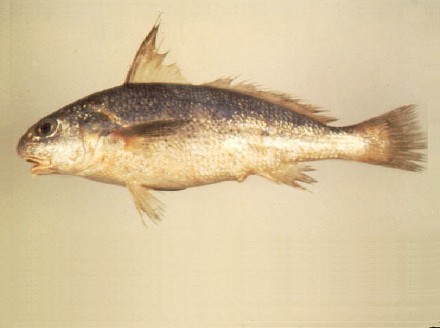 ปลาจวดเครา
Johnius amblycephalus   (Bleeker, 1855)  
Bearded croaker  
ขนาด 20cm