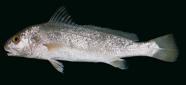 ปลาจวดเงินหางยาว
Johnius carutta   Bloch, 1793  
Karut croaker  
ขนาด 30cm