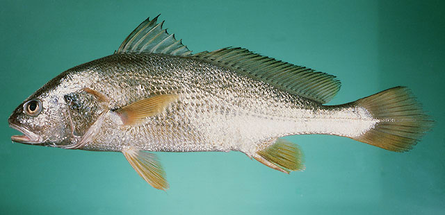 ปลาจวดขาว
Daysciaena albida   (Cuvier, 1830)  
Bengal corvina  
ขนาด 40cm