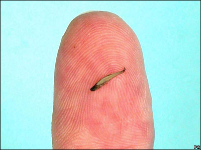 Paedocypris



นักวิทยาศาสตร์ได้ค้นพบปลาตัวเล็กที่สุดเท่าที่บันทึกได้ ในหนองน้ำถ่านหินของเกาะสุม