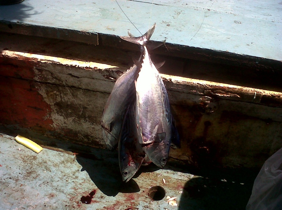 ปลาโอสดๆๆ  จากเบิร์ทท้ายเรือครับ  หวานปากหล่ะสิ :umh: