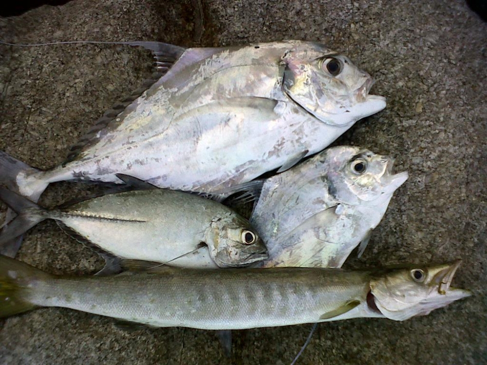 ปลาสากเหลือง ชตาขาด ของพี่จิม  ขนาดประมาณ2-3 กิโล  ตอนแรกยกขาดไปแล้ว แต่ปลาว่ายวนกลับมาเอาเบ็ดเกี่ยว