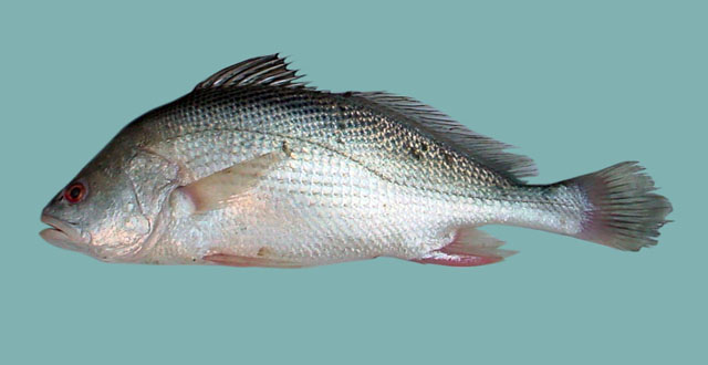 ปลาจวด
Macrospinosa cuja   (Hamilton, 1822) ขนาด 60cm