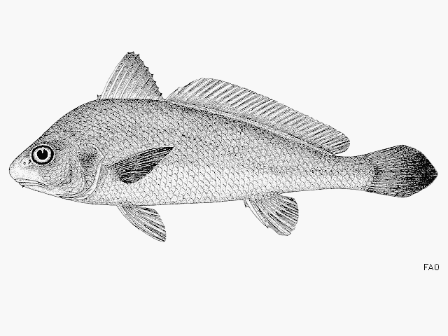 ปลาจวดเทียน
Johnius macropterus   (Bleeker, 1853)  
Largefin croaker  
ข