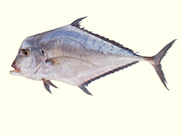 ปลาโฉมงามหน้าหัก
Alectis indica   (Rüppell, 1830)  
Indian threadfish  
ขนาด 150cm
พบเป็นฝู
