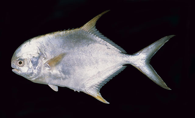 ปลาล่องลม เนื้ออ่อน กะมงจั๊กจั่น
Trachinotus blochii   (Lacepède, 1801)  
Snubnose pompano 