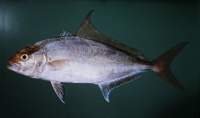 ปลาสำลีครีบยาว ปลาสำลีเกล็ดถี่
Seriola rivoliana   Valenciennes, 1833  
Longfin yellowtail  
ขนาด