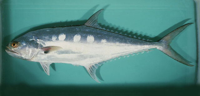 ปลาสละ
Scomberoides commersonnianus   Lacepède, 1801  
Talang queenfish  
ขนาด 150cm
