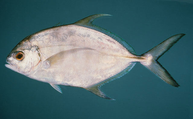 ปลาสีกุนลายบั้ง
Carangoides ferdau   (Forsskål, 1775)  
Blue trevally  
ขนาด 60cm