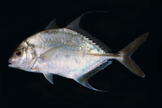 ปลาสีกุน
Carangoides dinema   Bleeker, 1851  
Shadow trevally  
ขนาด60cm