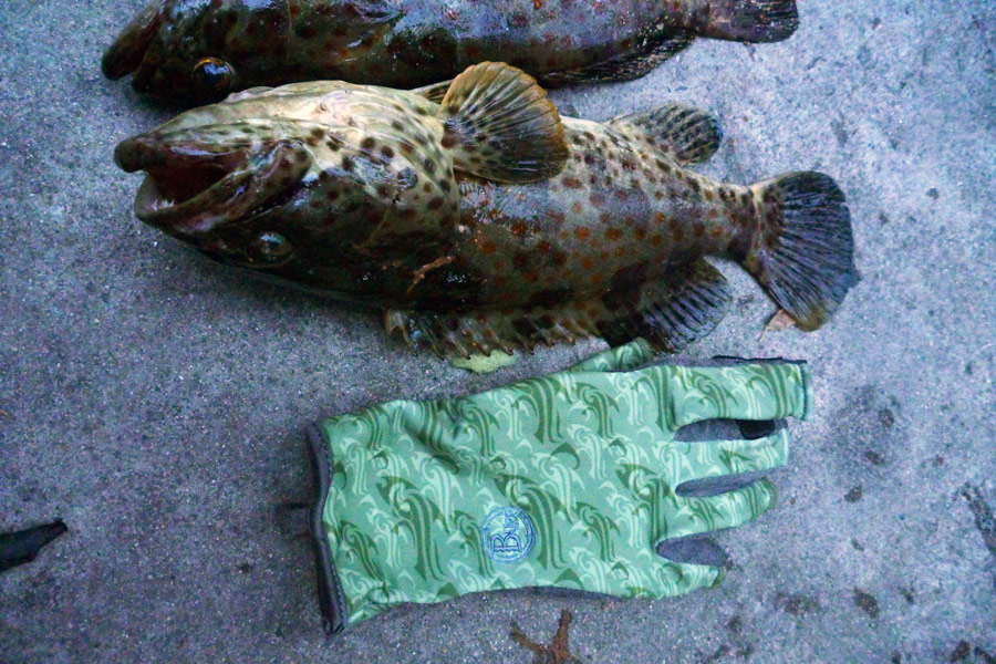 ขนาดปลาจาน วางกับถุงมือแบบยาวหุ้มข้อมือ :party: