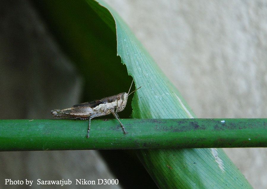 ภาพสุดทัายครับ