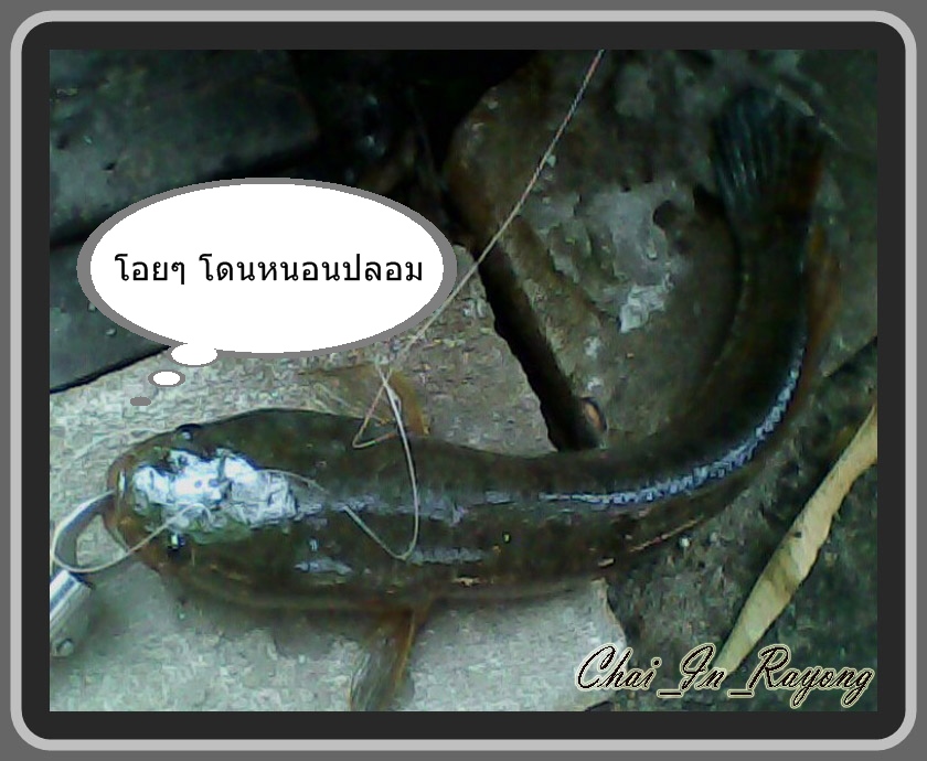 โดนอี1เป็น4