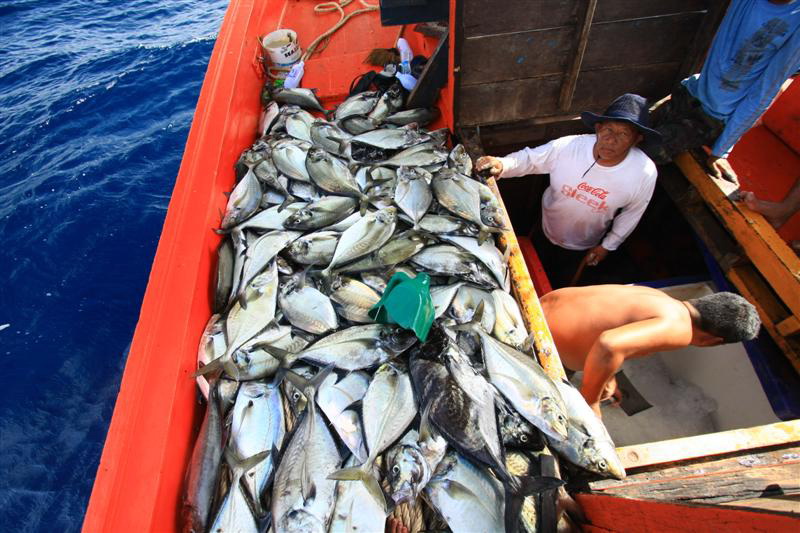 จัดการดองปลา  รักษาคุณภาพหน่อยครับ      รวมๆได้ปลามงเกือบ 200 ตัว   ตัวละ 2 โล +   ส่วนใหญ่จะไซส์เดี