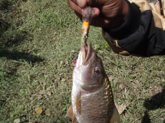 เปิดซิ่ง Rapala 7cm  กับปลาตัวแรกคับ กระสูบสวยๆ