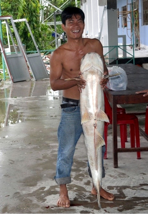  [center] [b]ชาว บ้านในเขตอนุรักษ์พันธุ์สัตว์ จ.ลองอาน (Long An) ยกปลาบึกขนาดลำตัวยาว 110 ซม. น้ำหนั