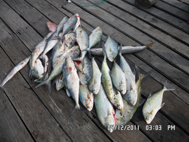 ปลารวมครับ ที่เหลือจากกินไปบางส่วนก็พอได้เหลือแบ่งปันกันกลับไปฝาก ผบทบ. เที่ยวหน้าจะได้ขอวีซ่ามาง่าย