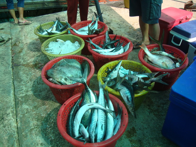 พอจ็ดโมงเช้าพวกเราก็ถอนสมอกลับกันครับ ขากลับเรือวิ่งตัดคลื่นสูงกว่าสองเมตรเล่นเอากินข้าวเช้าไม่อร่อย