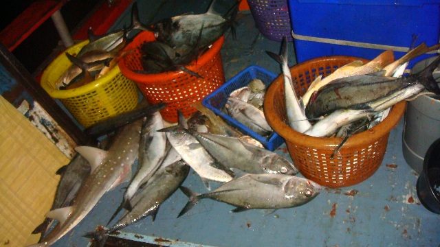 ปลาที่พวกเราช่วยกันตกหน้าดินเฉพาะหมายแรก ส่วนมากเป็นปลาเนื้อดีมีราคาพอสมควร อังเกย แดงเขี้ยว กระมง เ