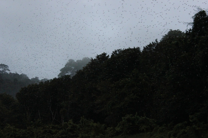 แมลงชีปะขาวบินกันให้เต็มฟ้าไปหมดหลังฝนตก