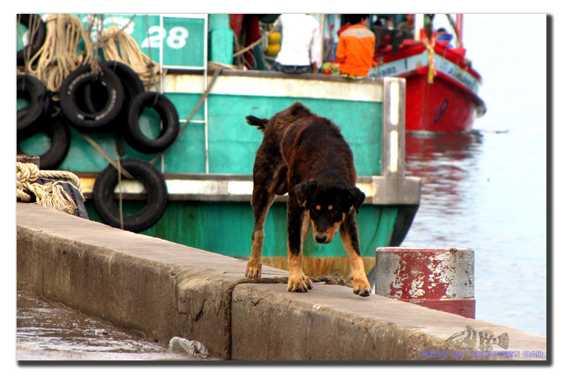 ตัวนี้เป็นสุนัขนินจาครับ  ฝึกเดินทางแคบอยู่  คงต้องคอยระวังจะไปเหยียบเศษปลาแล้วลื่นตกสะพานด้วย