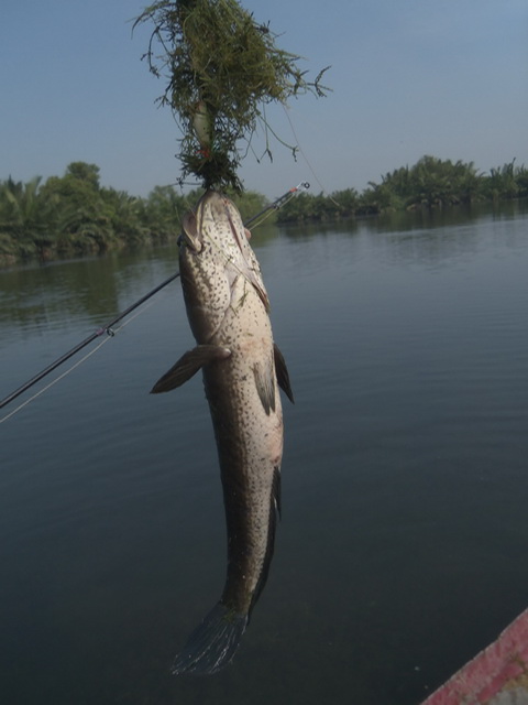 ช่อนวังกุ้งอีกแล้วครับ