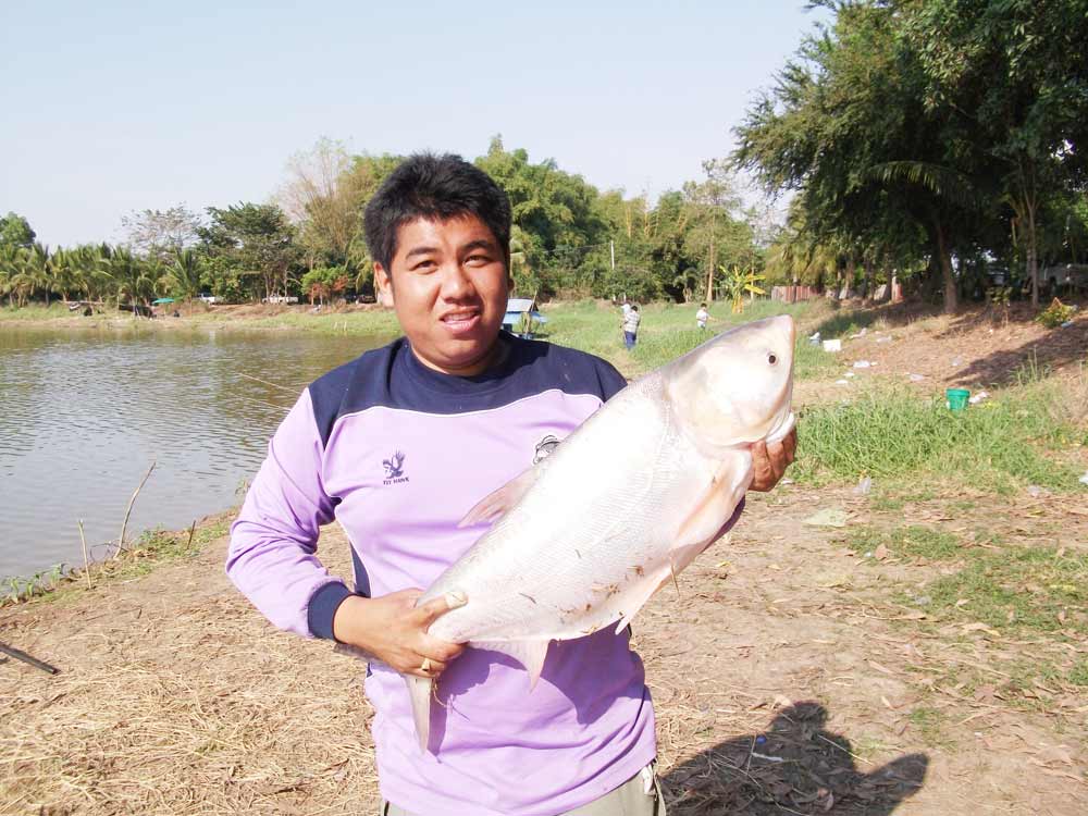 ปลาจีนหนองหนู  พิจิตร  ไซด์ 12  โล  