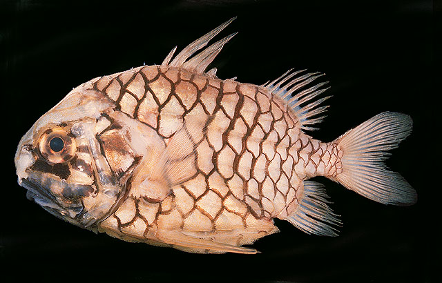 ปลาสับปะรด เคยเห็นในเว็บดำน้ำครับ พบที่หมู่เกาะสิมิลัน หายาก และ แปลกดีครับ
Monocentris japonica   