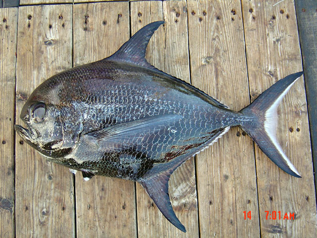 ปลาจะละเม็ดน้ำลึก
Taractichthys steindachneri   (Döderlein, 1883) 
Sickle pomfret ขนาด 50cm
