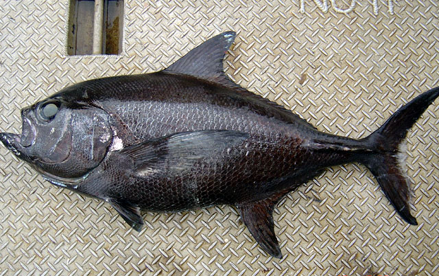 Taractes rubescens   (Jordan & Evermann, 1887) 
Pomfret 
ขนาด 60cm