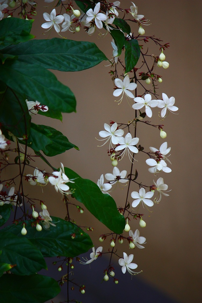 สร้อยระย้าอีกต้น ..

อยู่ในที่ไม่มีแสง ถ่ายดอกไม้สีขาวให้สวยยากเจง ๆ ... :cool: