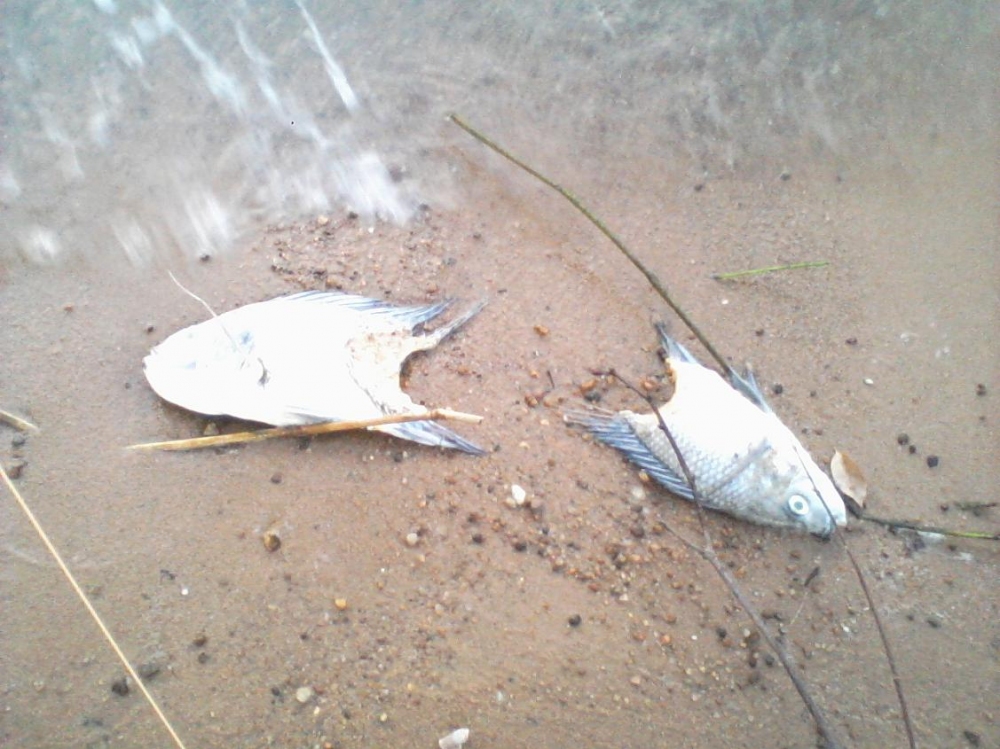 ล่องลอยของปลาล่าทิ้งไว้ไห้ดู :spineyes: