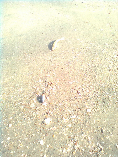มาแล้วปลาทราย  ทรายจริง ๆ 