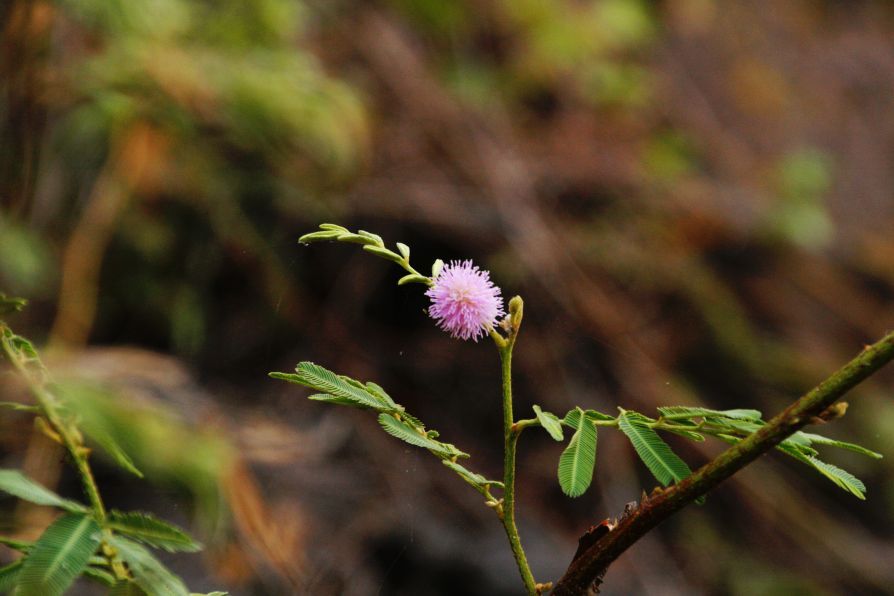 ดอกไม้เล็กๆข้างเรือก็ดูเพลินดี  :blush: