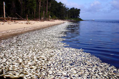 ปลาตายในเวียดนาม 
อีกไม่นานมันจะเกิดขึ้นกับคนเราครับ