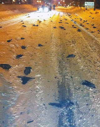 นกตายเกลื่อนบนถนนที่ปกคลุมด้วยหิมะ ในสวีเดน
 :sad: :sad: :sad: