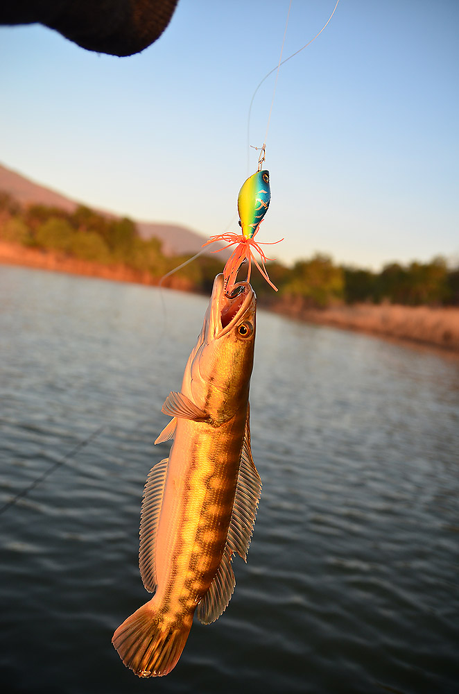 เอาเหยื่อมาลองอีกแล้ว Jump Fish หมานแต่ไอ่ป๊อก  :mad: :laughing: :laughing: :laughing: :laughing: :l