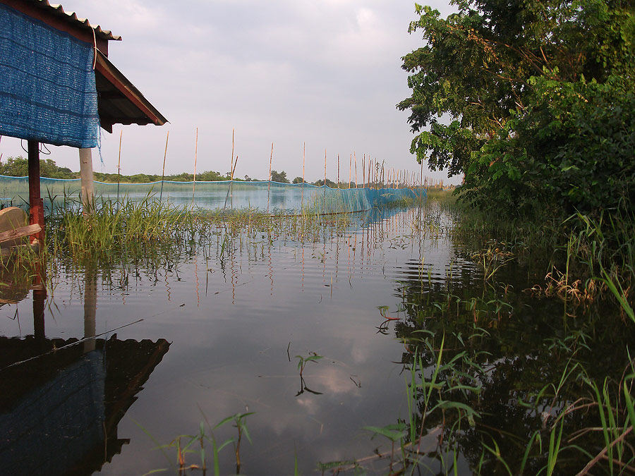  [b]สภาพคันบ่อครับ ด้านหน้าบ่อหัวเข่าท้ายบ่อ น้ำแค่เอวเองครับ  ลงข่ายข้างคันบ่อเลยละกันครับ [/b]  :g