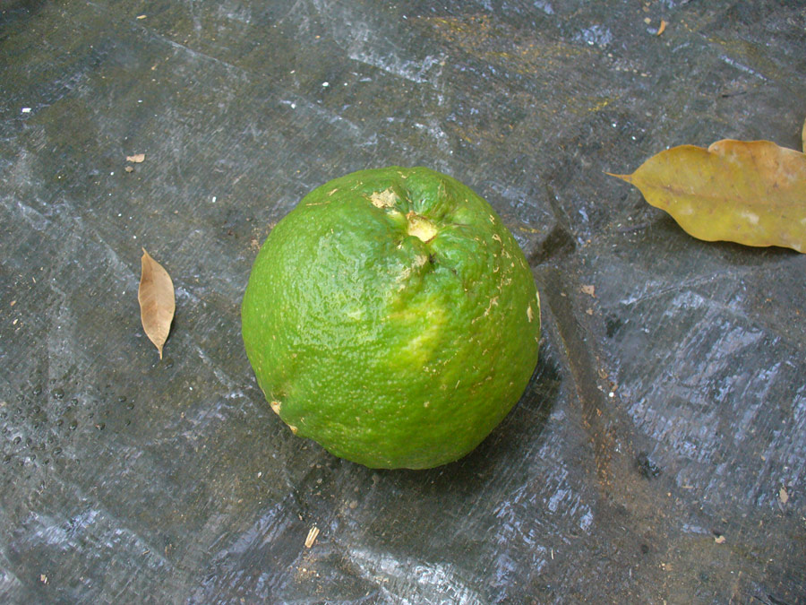  [b]มะงั่ว . . . เหมือนมะนาว แต่ใหญ่กว่าส้ม ที่นี่เค้าใช้แทนมะนาวครับ  พ่อผมบอกบ้านสวนเรียกส้มซ่า เค